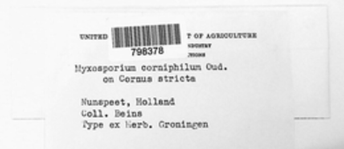 Myxosporium corniphilum image